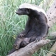 Otter on a log at Kruger National Park 